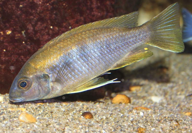 Gephyrochromis lawsi 'Londo'